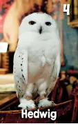 Hedwig