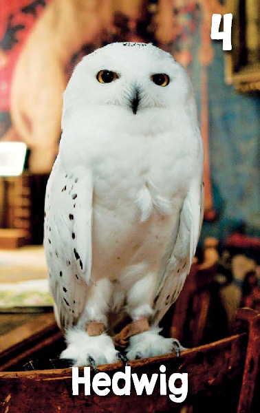 Hedwig